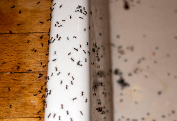 Best Local Pest Control Services  in North Kensington, MD